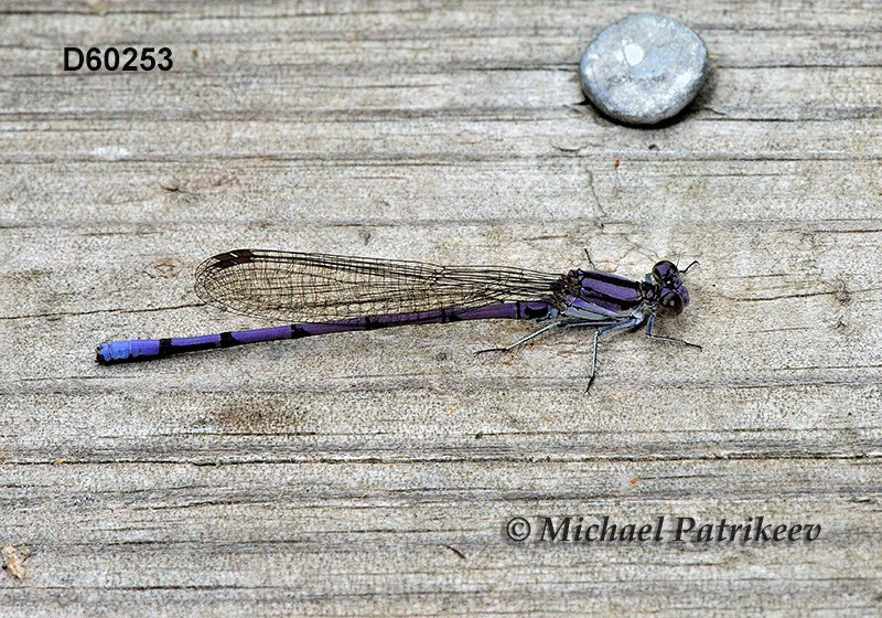 Variable Dancer (Argia fumipennis)